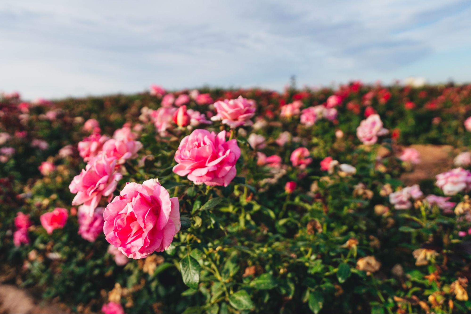 rose field