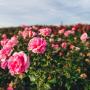 rose field